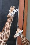 Wellington Zoo - 16 - Giraffes