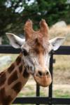 Wellington Zoo - 17 - Giraffe