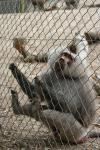 Wellington Zoo - 18 - Hamadryas Baboon