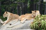 Wellington Zoo - 21 - Lions