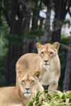 Wellington Zoo - 22 - Lions