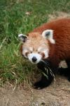 Wellington Zoo - 23 - Firefox