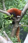 Wellington Zoo - 24 - Firefox