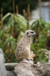 Wellington Zoo - 25 - Meerkat