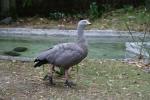 Wellington Zoo - 30 - Cape barren goose