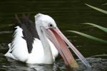 Wellington Zoo - 31 - Pelican