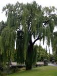 Christchurch - 06 - Victoria square, Weeping willow