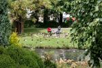 Christchurch - 23 - Botanic gardens, duck feeding