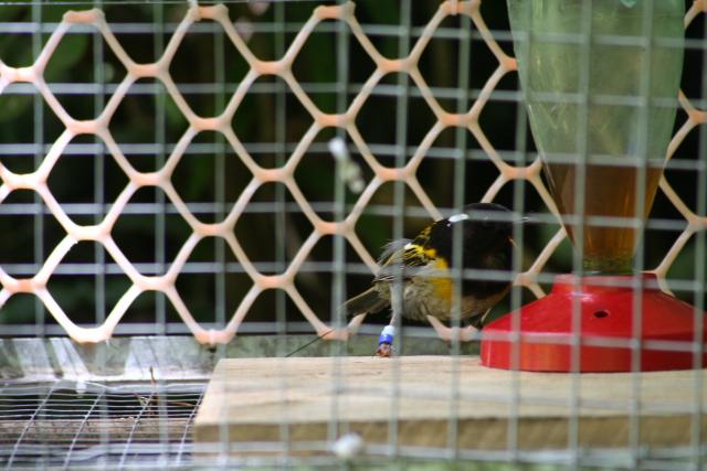 Karori - Birds - Hihi at a feeding station