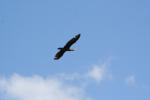 Karori - Birds - Shag in flight