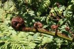 Karori - Ferns - Dicksonia (baby)