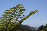 Karori - Ferns - Dicksonia (grown-up)