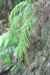 Karori - Ferns - Drooping spleenwort (Asplenium flaccidum)