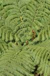 Karori - Ferns - Tree fern (ponga - Cyathea Dicksonia)