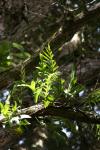 Karori - 07 - Microsorum pustulatum (Hound's tongue fern on a tree)