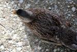 Karori - 10 - Female Mallard duck
