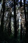 Tinakori Hill - 05 - Deep forest