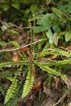10 - Creek fern (kiwakiwa, blechnum fluviatile)