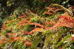 23 - Ferns, Taranaki, Around the Mountain track