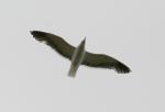 04 - Southern Black Backed Gull (Karoro)