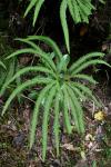 086 - Tongariro - Umbrella fern (Tapuwae kotuku, Sticherus cunninghamii)