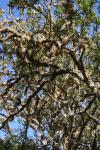 04 - Rangitoto - Moss on a Pohutukawa tree
