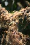 17 - Rangitoto - Lichen (usnea) on a branch