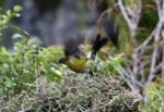 20 - Stewart Island - Bellbird (Korimako) taking off