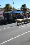 18 - Te Kuiti - Running of the Sheep 2010