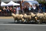 19 - Te Kuiti - Running of the Sheep 2010
