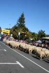 20 - Te Kuiti - Running of the Sheep 2010