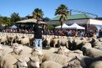 24 - Te Kuiti - Running of the Sheep 2010