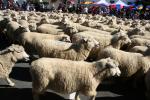 25 - Te Kuiti - Running of the Sheep 2010