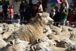 30 - Te Kuiti - Running of the Sheep 2010