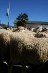 31 - Te Kuiti - Running of the Sheep 2010