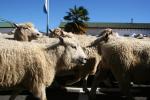 32 - Te Kuiti - Running of the Sheep 2010