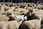 34 - Te Kuiti - Running of the Sheep 2010