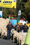 38 - Te Kuiti - Running of the Sheep 2010