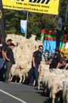 39 - Te Kuiti - Running of the Sheep 2010