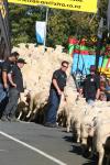 40 - Te Kuiti - Running of the Sheep 2010