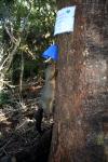 Rimutaka Forest Park 001 - Possum trap with possum