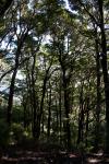 Rimutaka Forest Park 003 - Middle Ridge Track