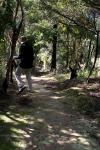 Rimutaka Forest Park 004 - Middle Ridge Track