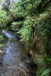 Rimutaka Forest Park 005 - Catchpool stream