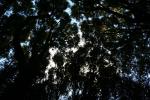 Rimutaka Forest Park 008 - Tawa tree tops