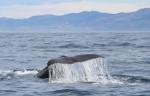 South Island 2010 - 72 - Sperm Whale diving