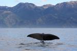 South Island 2010 - 79 - Sperm whale fluke