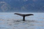 South Island 2010 - 80 - Sperm whale fluke