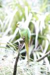 20 - Staglands - Ring Necked Parakeet