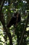 Kapiti Island - 18 - Kaka munching on a tree